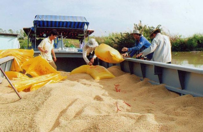 Gạo Việt vào EU vẫn khiêm tốn ảnh 1