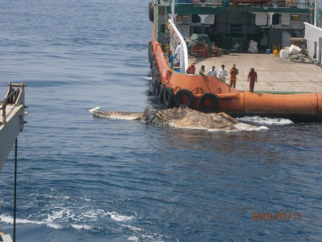 Phát hiện xác cá voi lênh đênh trên biển ảnh 1