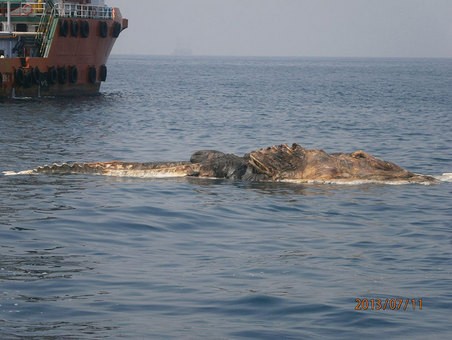 Phát hiện xác cá voi lênh đênh trên biển ảnh 2