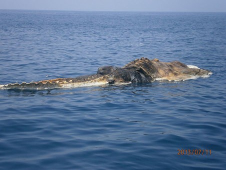 Phát hiện xác cá voi lênh đênh trên biển ảnh 3