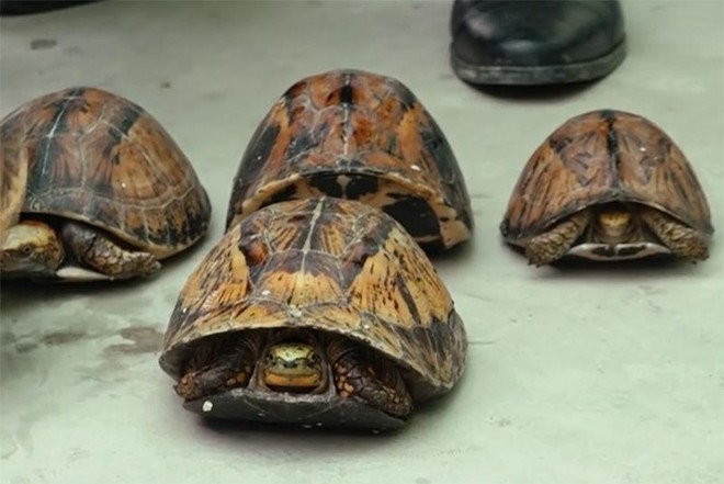 Mang 100 cá thể rùa từ Đà Nẵng ra Hà Nội tiêu thụ ảnh 2