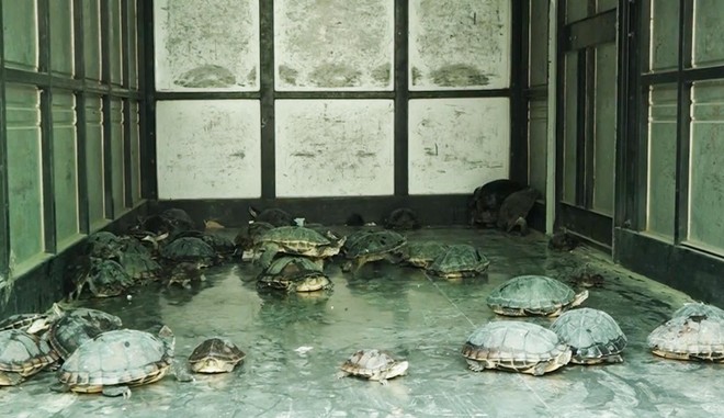Mang 100 cá thể rùa từ Đà Nẵng ra Hà Nội tiêu thụ ảnh 4