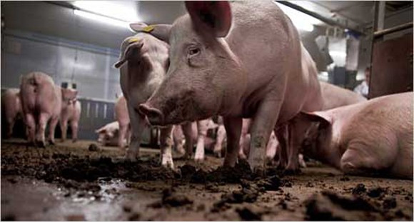 Mỹ: Điều tra nghi vấn vụ lợn ăn thịt người ảnh 1