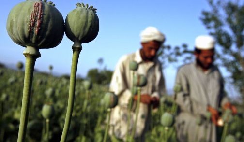 Cuộc chiến với “loài hoa thần chết” ở Afghanistan ảnh 1
