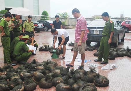Bảo vệ động vật hoang dã bằng ứng dụng trên điện thoại thông minh ảnh 4