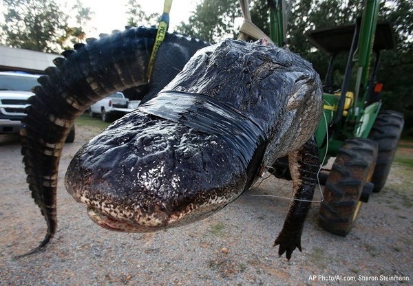 Cá sấu khổng lồ nặng gần nửa tấn thiết lập kỷ lục thế giới mới ảnh 1
