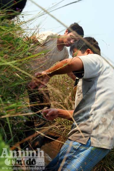 Nổi khùng vì bắt hụt...chuột ảnh 9