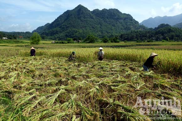 Gạt cơn “bão trắng” ảnh 4