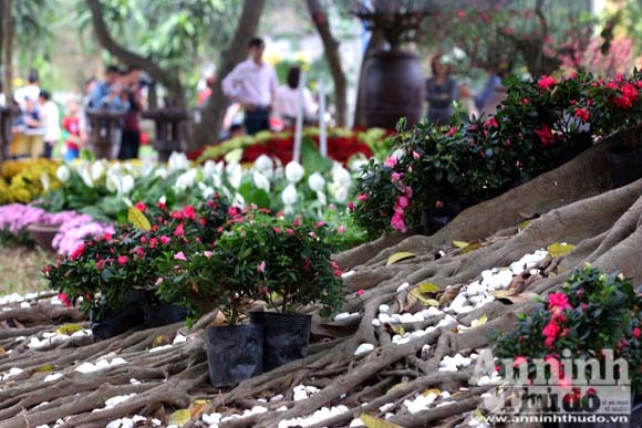 Hà Nội sáng bừng trong xuân mới ảnh 17