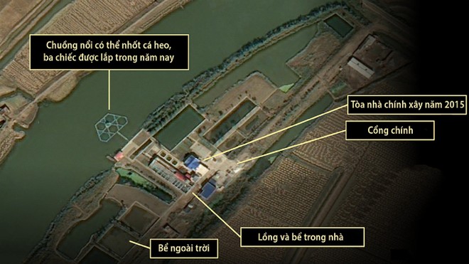 Triều Tiên đang huấn luyện cá heo cho mục đích quân sự? ảnh 1