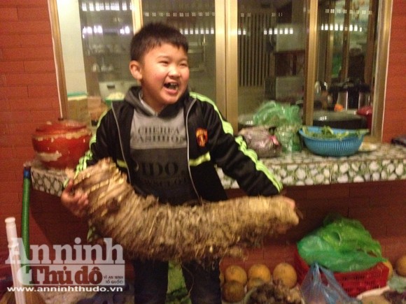 Đào được củ khoai "lạ" khổng lồ nặng hơn 16kg! ảnh 8