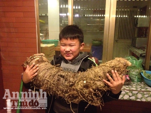 Đào được củ khoai "lạ" khổng lồ nặng hơn 16kg! ảnh 10