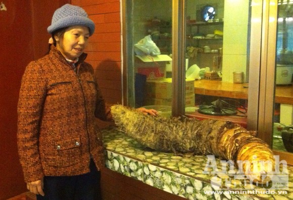 Đào được củ khoai "lạ" khổng lồ nặng hơn 16kg! ảnh 2