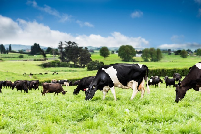 Nutifood hợp tác độc quyền đưa 100% sữa New Zealand bò ăn cỏ tự nhiên về Việt Nam ảnh 1