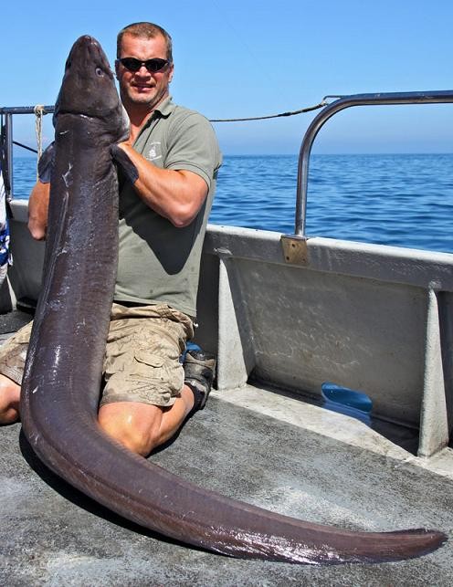 Con cá chình khổng lồ nặng tới 45kg sa lưới ảnh 1