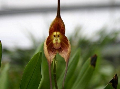Thú vị loài hoa lan có hình mặt khỉ ảnh 2