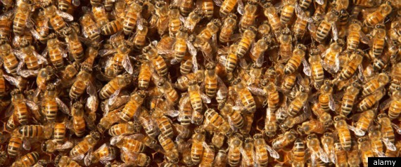 Hơn 20 triệu con ong đe dọa thành phố ảnh 1
