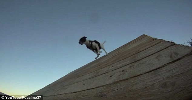 Chú chó với khả năng chạy nhảy siêu phàm ảnh 1