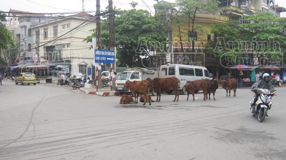 Giữa ngã tư Thủ đô, đàn bò đứng- nằm ngổn ngang ảnh 1