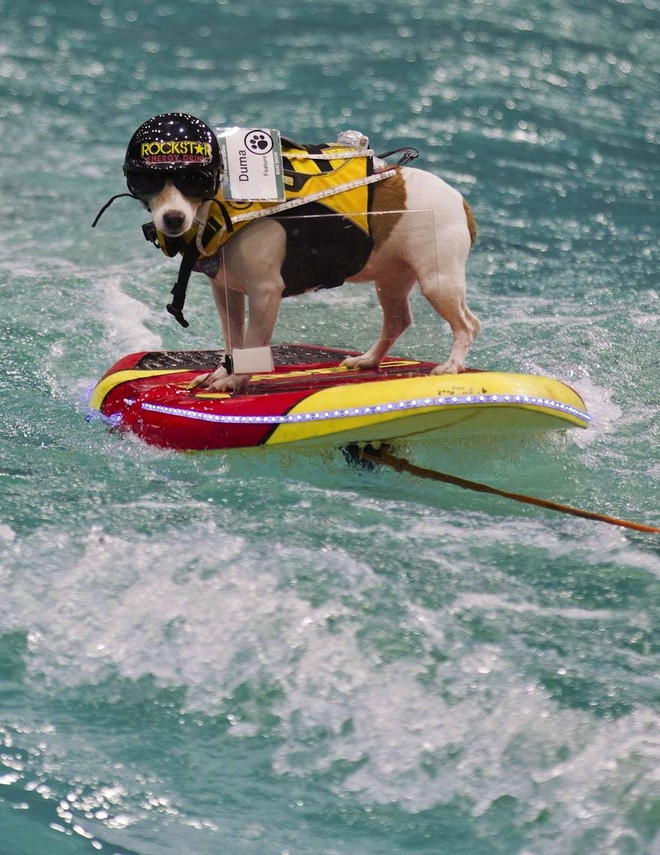 Con chó có khả năng lướt sóng, lái thuyền siêu đẳng ảnh 1