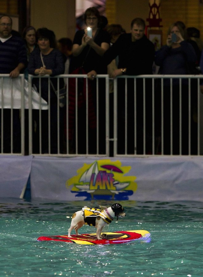 Con chó có khả năng lướt sóng, lái thuyền siêu đẳng ảnh 2