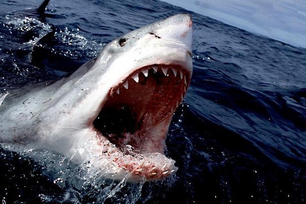 Quái vật biển bí ẩn ăn thịt cá mập trắng dài 2,7 mét