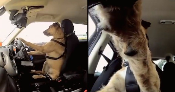 Chú chó siêu đẳng biết điều khiển xe ôtô ảnh 1