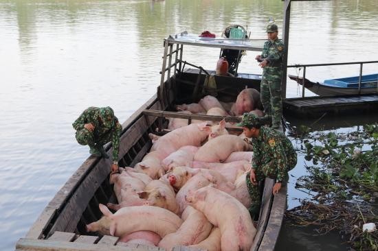 Ngăn chặn buôn lậu lợn qua biên giới để ổn định giá thực phẩm cuối năm ảnh 1