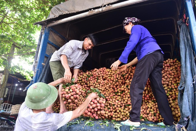 Tư lệnh ngành nông nghiệp vào tâm dịch giúp nông dân Bắc Giang bán vải ảnh 2