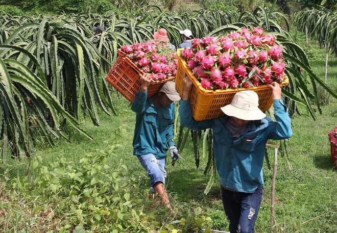 Trung Quốc siết chặt nông sản nhập khẩu, doanh nghiệp cần lưu ý 11 điểm ảnh 1