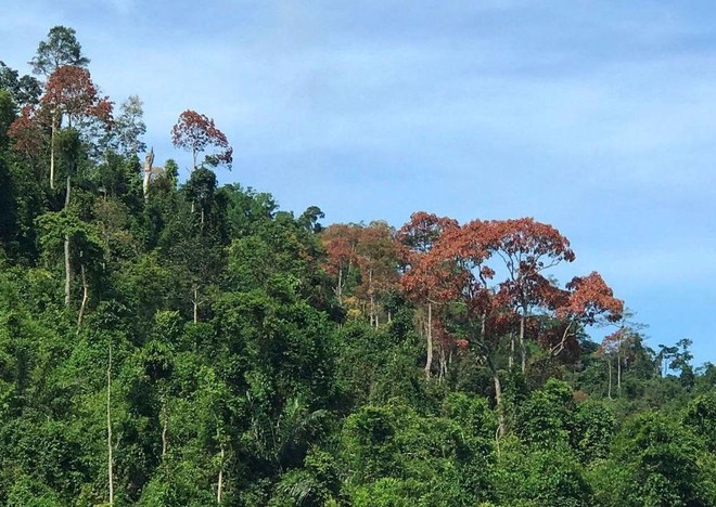 Chuyển đổi hơn 1.000 ha rừng để làm cao tốc Bắc Nam phía Đông ảnh 1