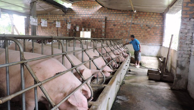 Nghịch lý: Giá thịt lợn liên tiếp lao dốc thời điểm cuối năm ảnh 1