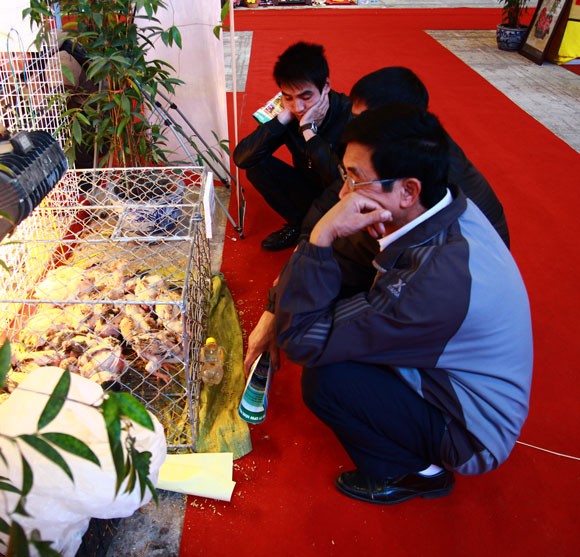 Đặc sản tiến vua gà Đông Tảo, cá Anh Vũ bạc triệu hút khách ảnh 5