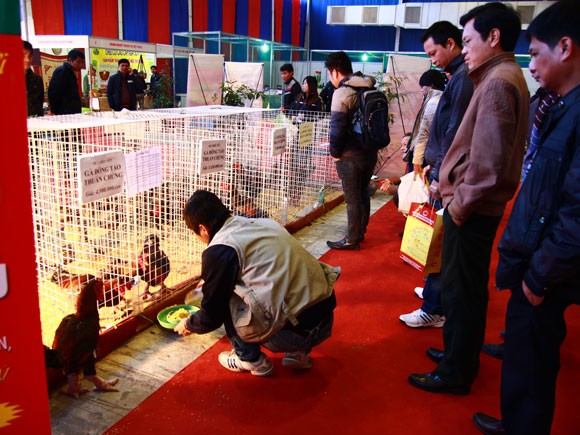Đặc sản tiến vua gà Đông Tảo, cá Anh Vũ bạc triệu hút khách ảnh 3