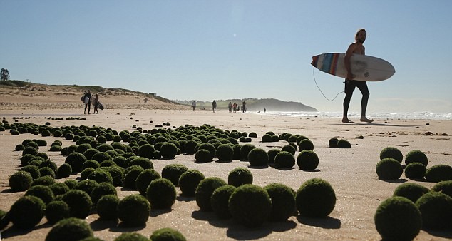 Kỳ lạ "những quả trứng xanh của người ngoài hành tinh" trên bờ biển Sydney, Úc ảnh 1