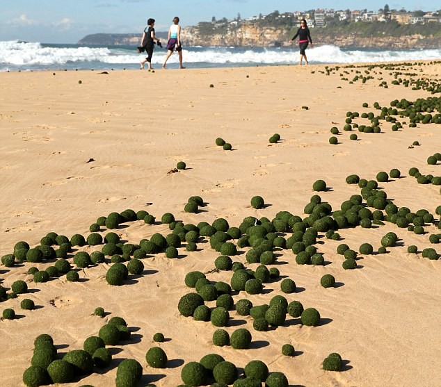 Kỳ lạ "những quả trứng xanh của người ngoài hành tinh" trên bờ biển Sydney, Úc ảnh 2
