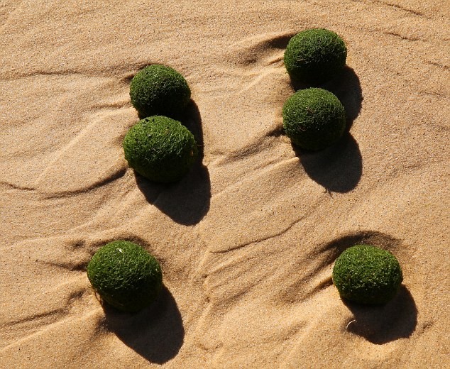 Kỳ lạ "những quả trứng xanh của người ngoài hành tinh" trên bờ biển Sydney, Úc ảnh 4