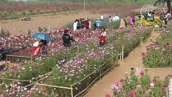 Vườn hoa Nhật Tân thu hút giới trẻ trong dịp Tết Giáp Ngọ ảnh 1