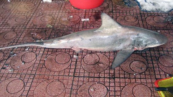 Bắt được cá mập 1,8m, ngay sát bãi tắm Quy Nhơn ảnh 1
