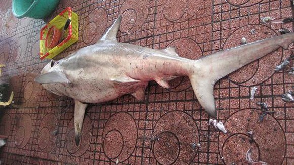 Bắt được cá mập 1,8m, ngay sát bãi tắm Quy Nhơn ảnh 3