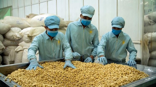 100 container hạt điều được trả lại quyền sở hữu chodoanh nghiệp Việt Nam ảnh 1