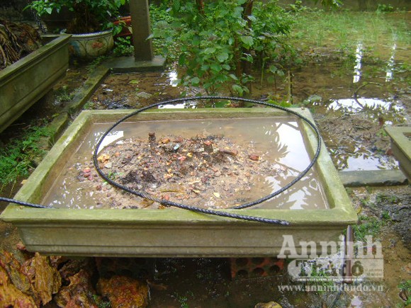 Điêu đứng vì nạn trộm cây cảnh ảnh 1
