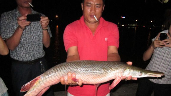 Bắt được con cá có hình dạng kỳ lạ, dài gần 1 mét ảnh 1