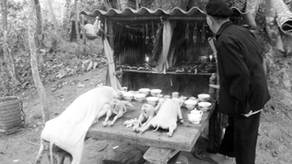 Lời nguyền của “rừng Chết” ảnh 1