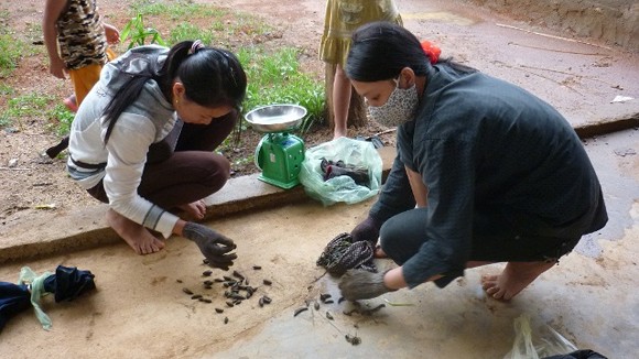Miền Trung lại lên "cơn sốt đỉa" ảnh 1