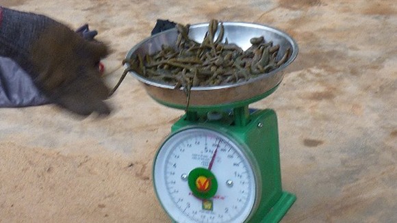 Miền Trung lại lên "cơn sốt đỉa" ảnh 2