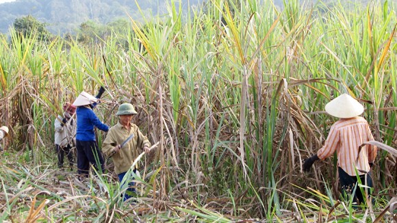 Nhiễu loạn thị trường đường ảnh 1