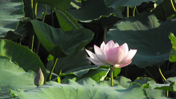 Mùa sen ảnh 1