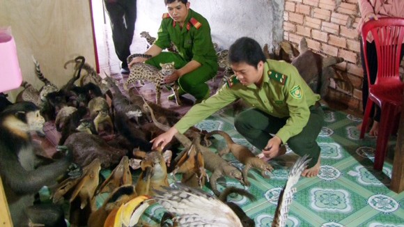 Phát hiện nhiều tiêu bản động vật hoang dã quý hiếm ảnh 1