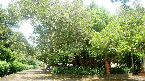 Công nhận 13 cây di sản ảnh 1